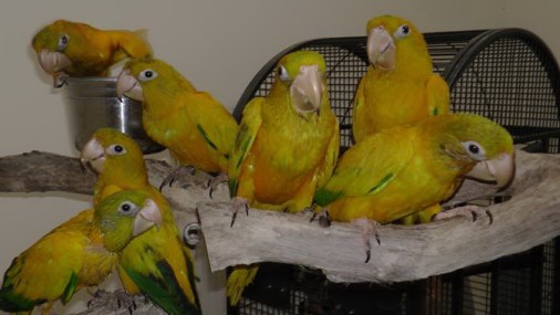 HEAVEN ON EARTH AVIAN ACRE  CAPTIVE BREEDING WILDLIFE  SUCCESS