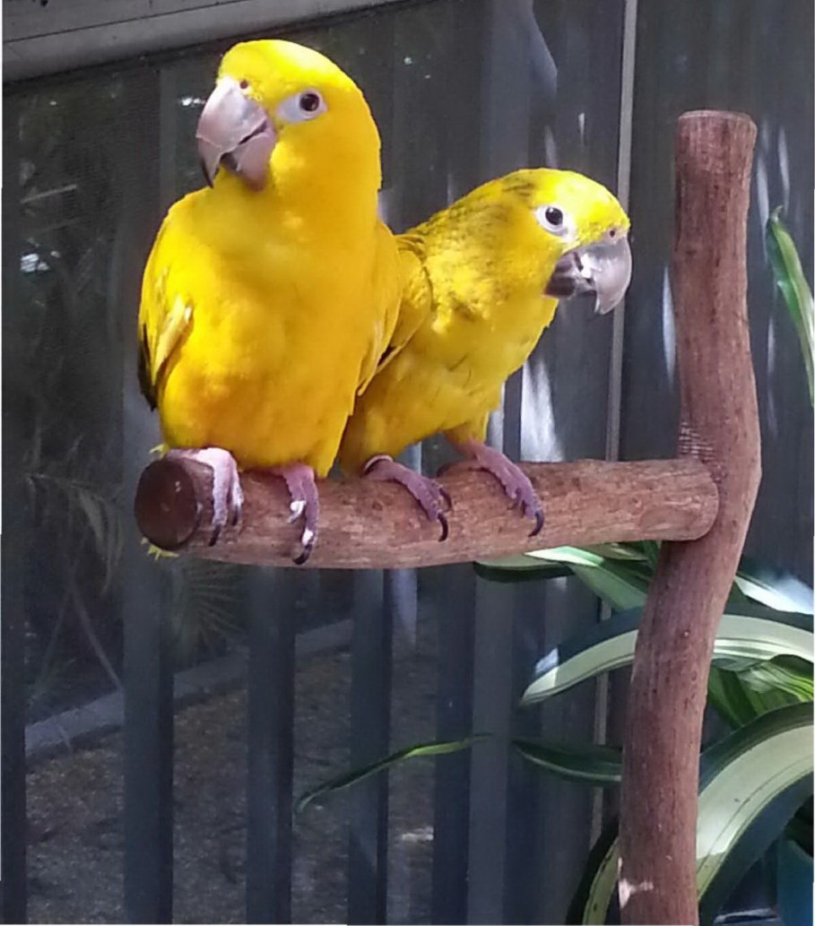 copyright  by cherane pefley